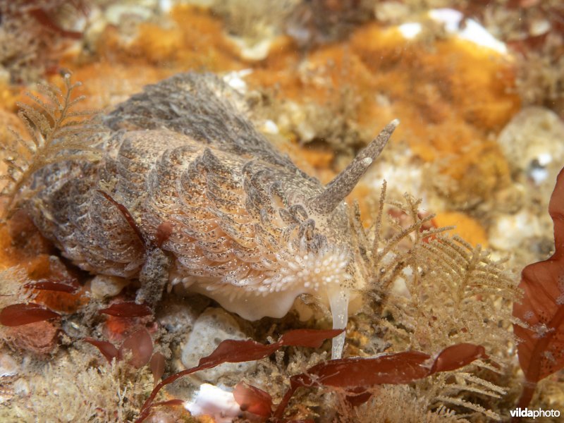 Grote vlokslak