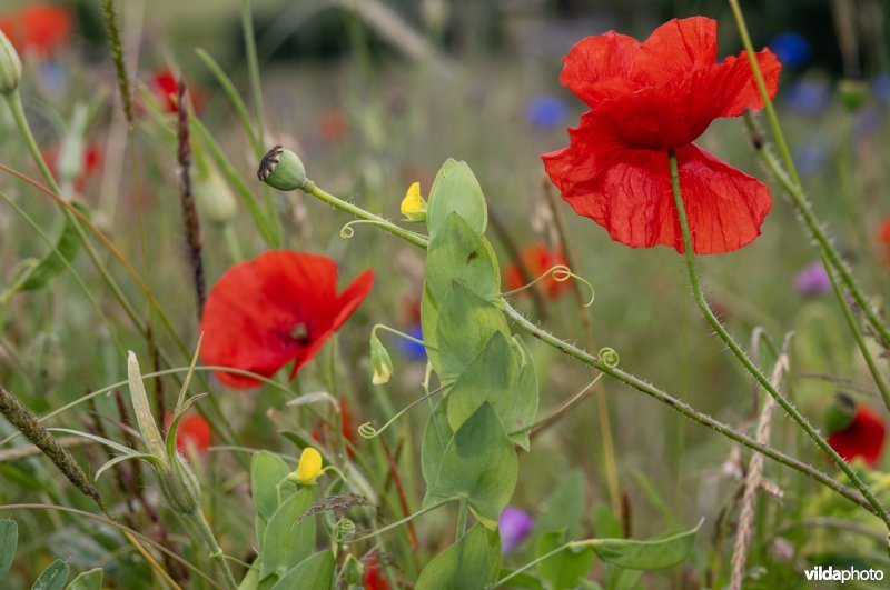 Naakte lathyrus