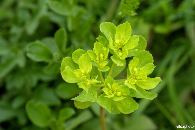 Bloemenakker met Kroontjeskruid