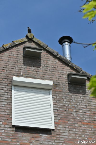 Nestkasten in nieuwbouwwijk voor gierzwaluw of mussen