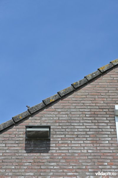 Nestkasten voor gierzwaluw of mussen