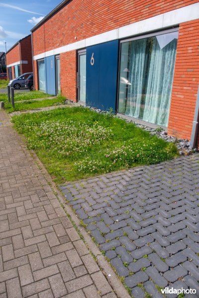 Bloemrijk voortuintje met waterdoorlatende verharding