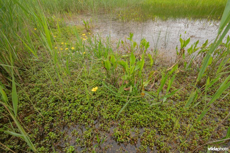 Waterlepeltje in De Zegge