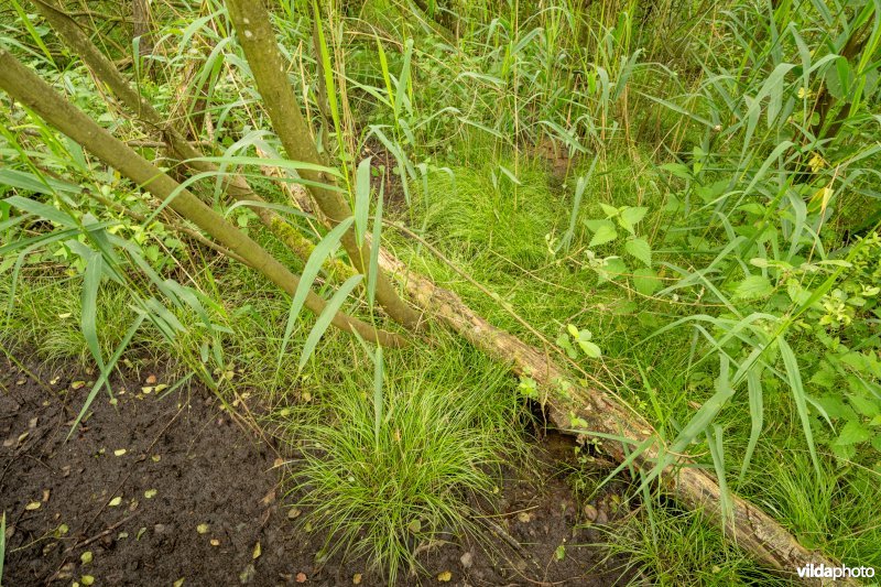 Ietwat verruigd Oligotroof elzenbroekbos