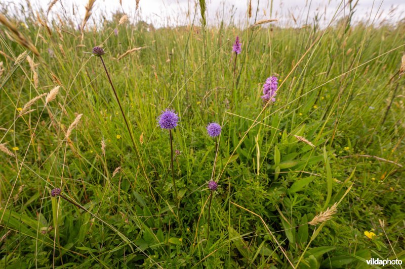 Blauwe knoop in De Zegge