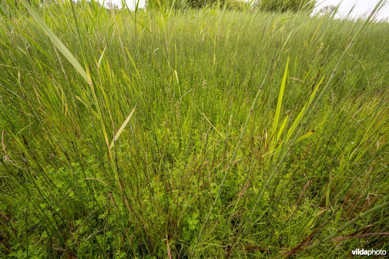 Laagveenmoeras in De Zegge