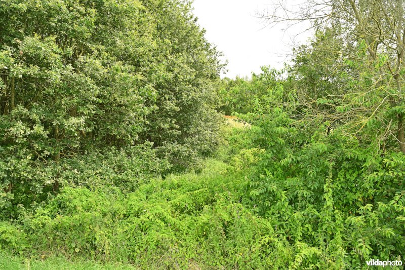 Demervallei: De Hammen 