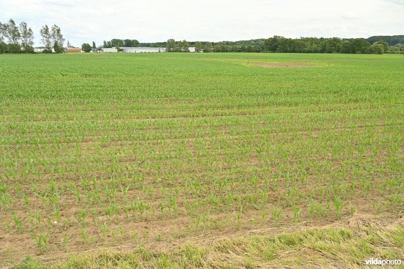 Demervallei: Meanders van Nieuwland
