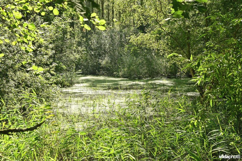 Demervallei: Molenstedebroek