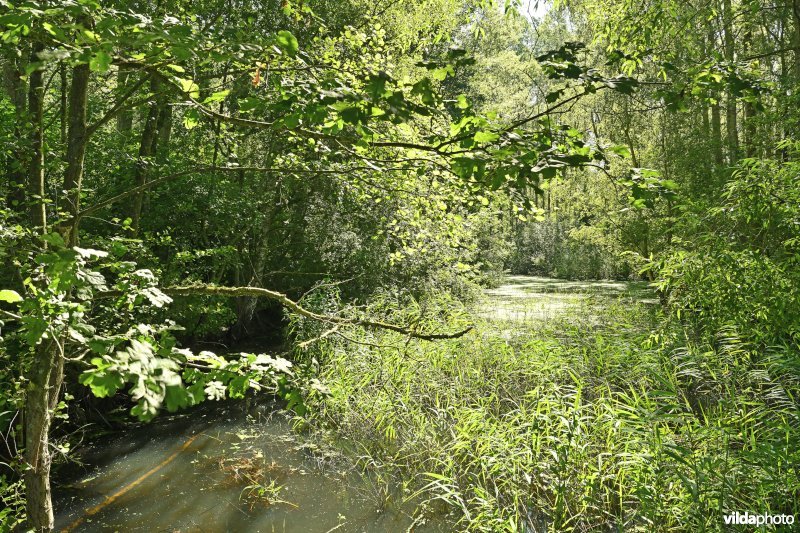 Demervallei: Molenstedebroek