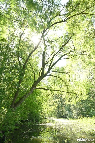 Demervallei: Molenstedebroek