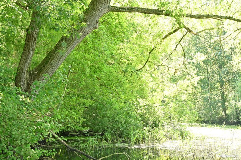 Demervallei: Molenstedebroek