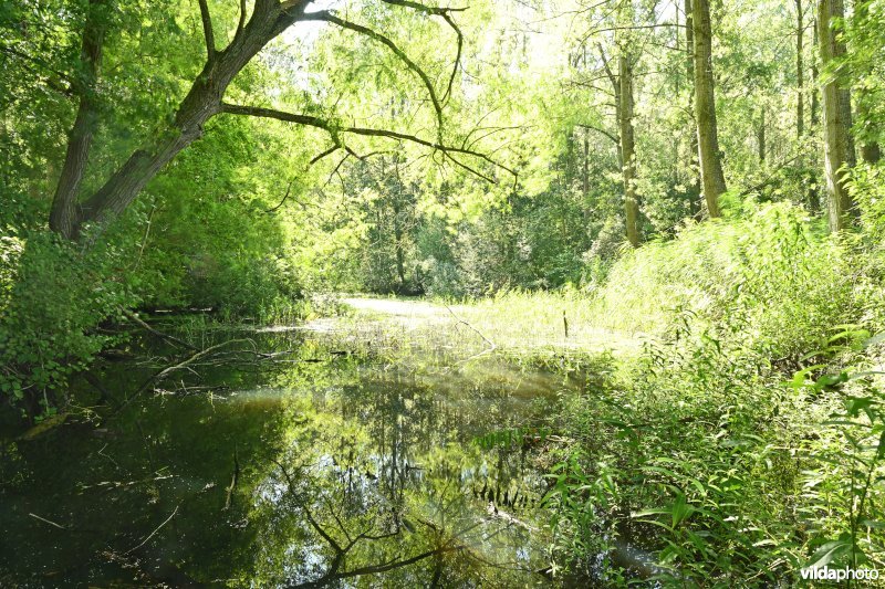 Demervallei: Molenstedebroek