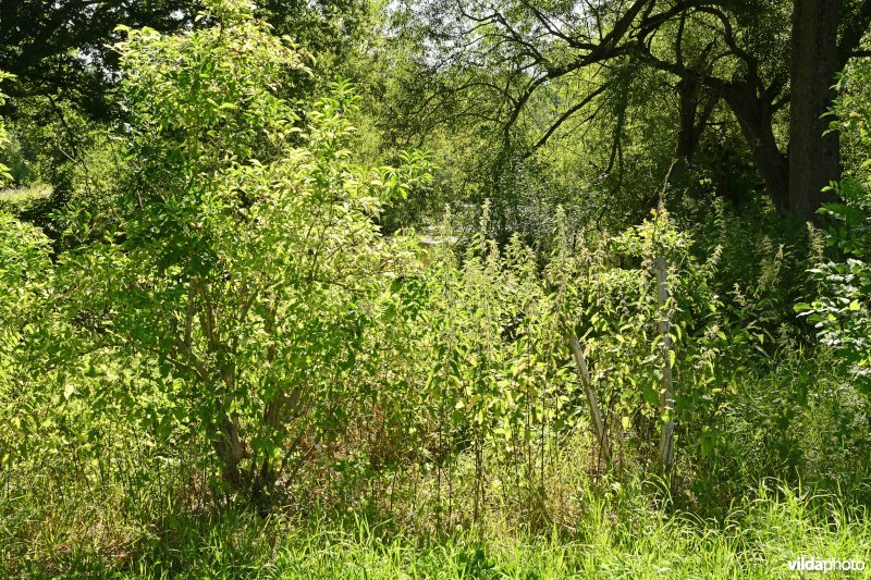 Demervallei: Molenstedebroek