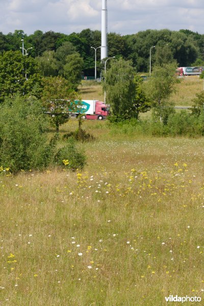 Bloemrijk grasland in de zomer