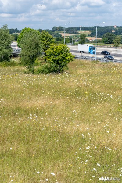 Bloemrijk grasland in de zomer