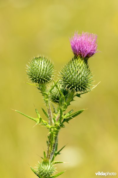 Speerdistel