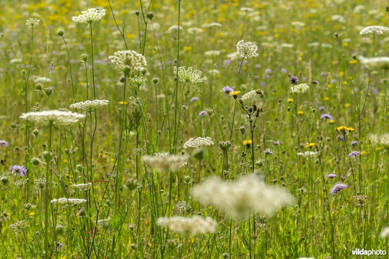 Bloemrijk grasland in de zomer