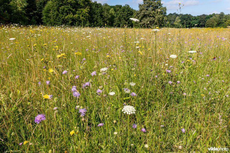 Bloemrijk grasland in de zomer