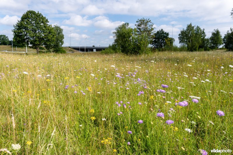 Bloemrijk grasland naast een snelweg