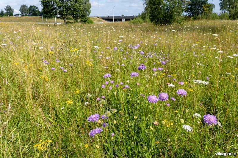 Bloemrijk grasland naast een snelweg