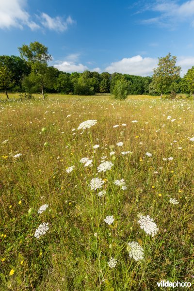 Bloemrijk grasland in de zomer