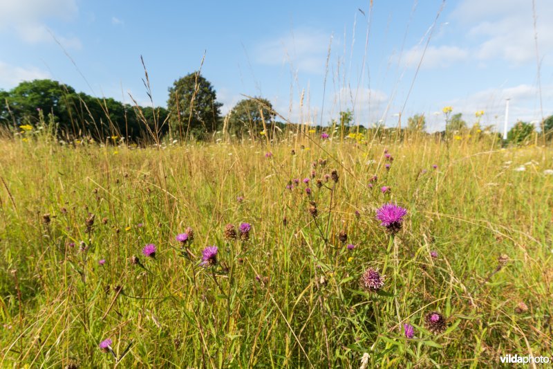 Bloemrijk grasland in de zomer