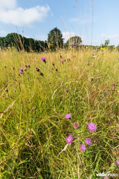 Bloemrijk grasland in de zomer