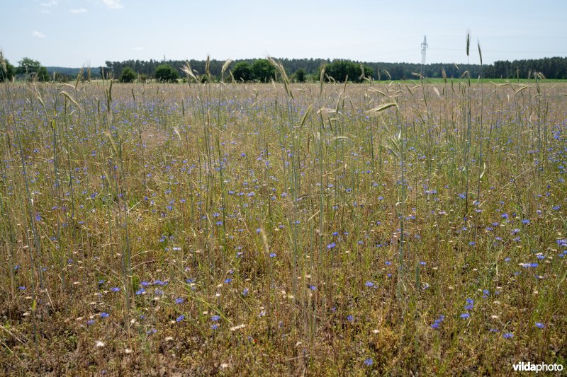 Zandige roggenakker met Korenbloem