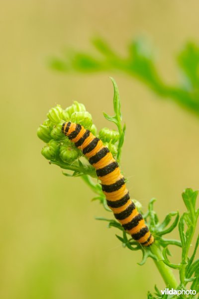 Rups van Sint-Jacobsvlinder