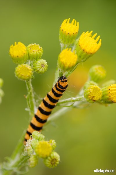 Rups van Sint-Jacobsvlinder