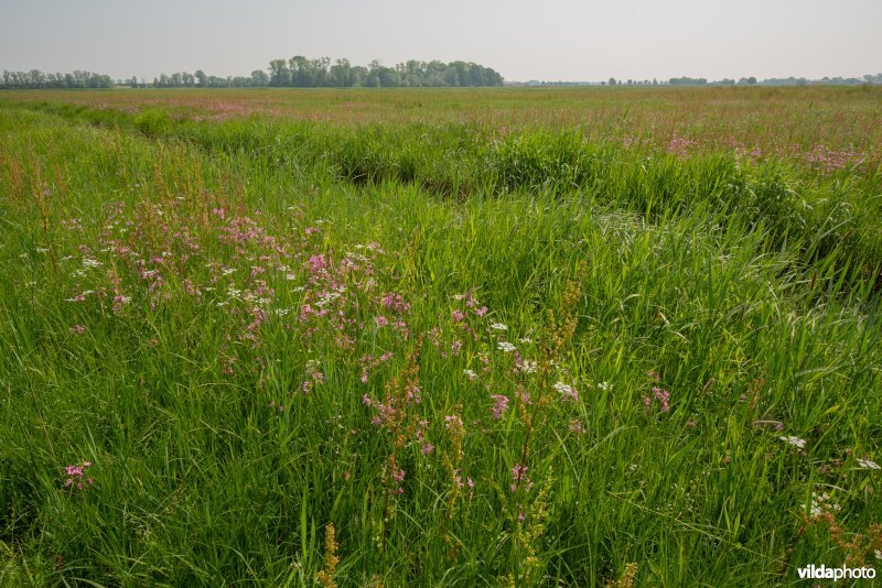 Vossenstaartgrasland met Weidekervel-torkruid