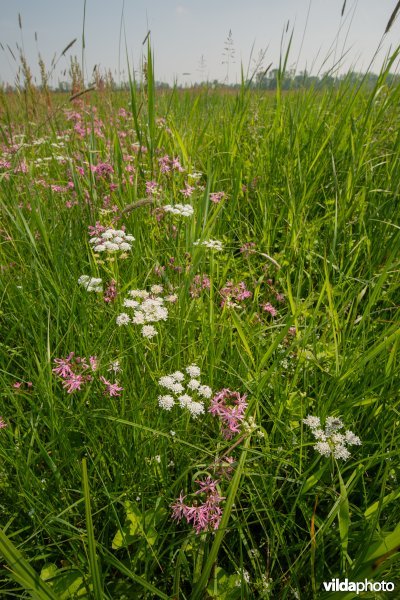 Vossenstaartgrasland met Weidekervel-torkruid