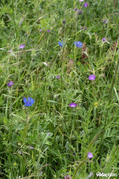 Bolderik in bloemenakker