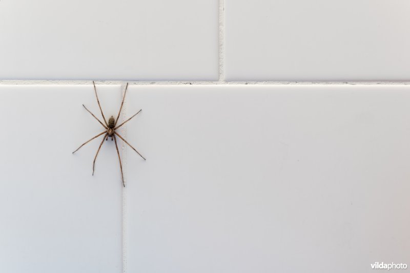 Gewone huisspin op tegels
