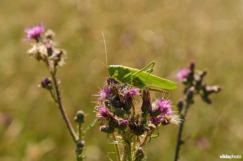 Grote groene sabelsprinkhaan