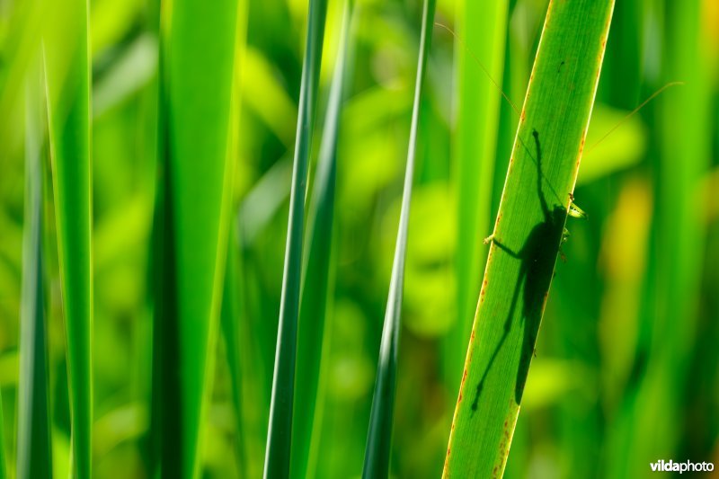 Grote groene sabelsprinkhaan