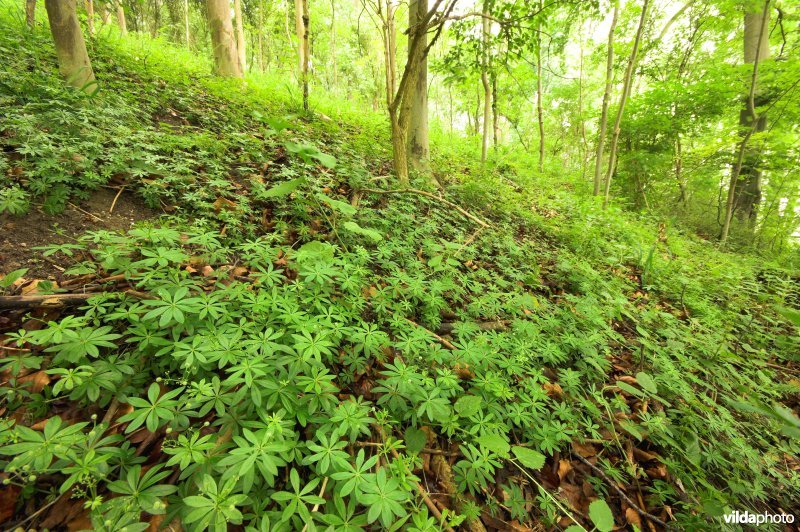 Bosreservaat Teuvenerberg