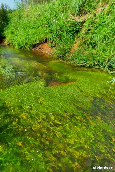 Beek met weelderige plantengroei