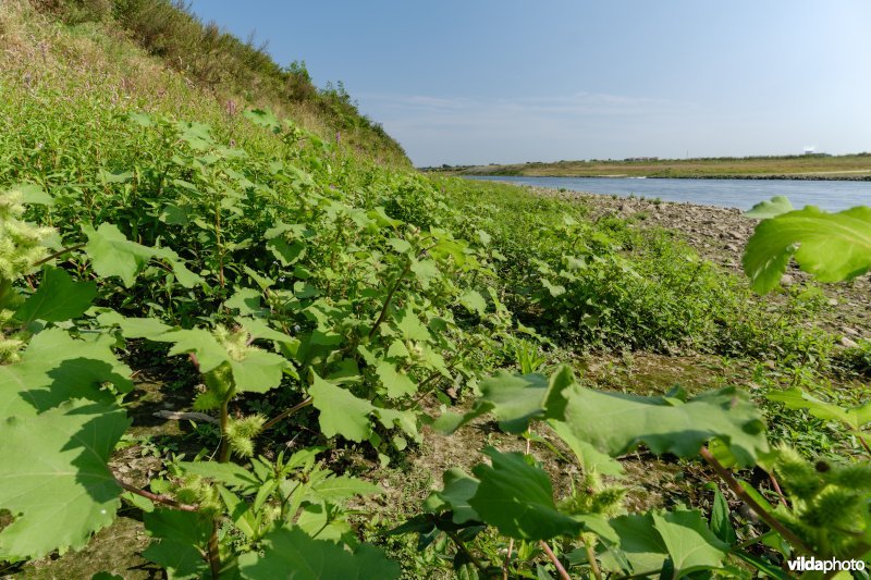 Pioniersvegetatie met stekelnoot