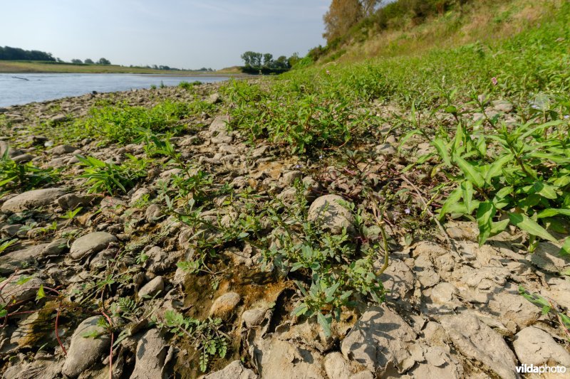 Pioniersvegetatie met zeegroene ganzenvoet en akkerkers