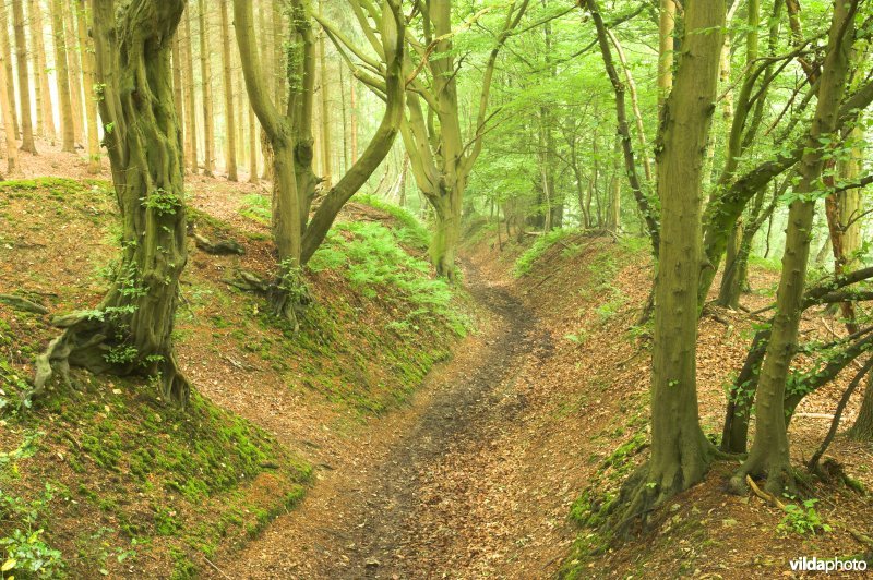 Bosreservaat Teuvenerberg