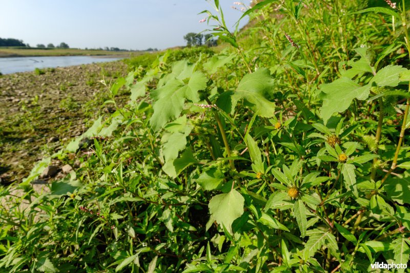 Pioniersvegetatie met tandzaad en stekelnoot