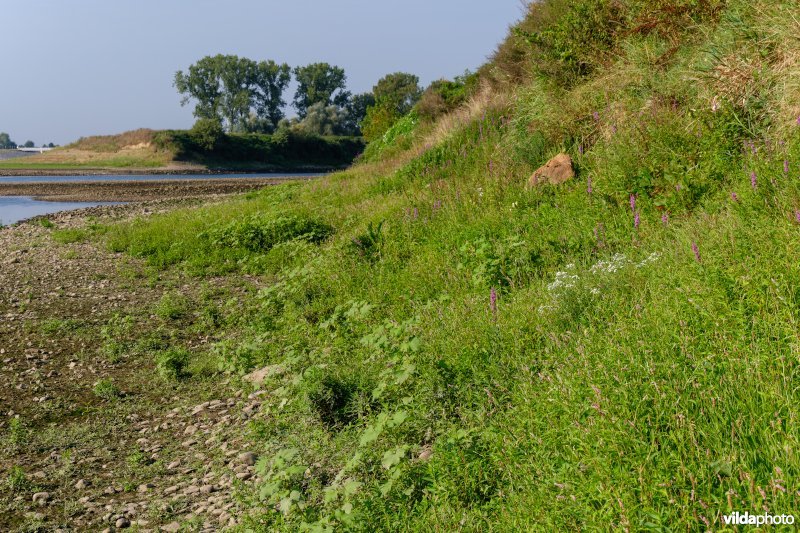 Pioniersvegetatie met stekelnoot in de Maasbedding