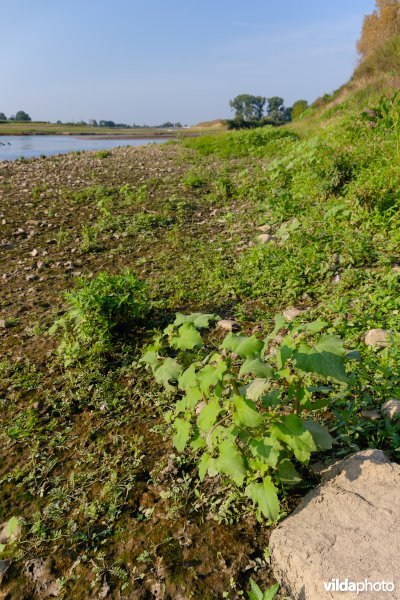 Stekelnoot en akkerkers in de Maasvallei