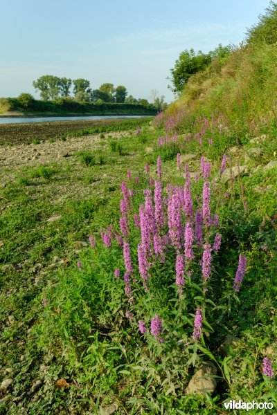 Pioniersvegetatie in de Maasbedding