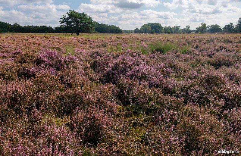 Structuurrijke droge Europese heide