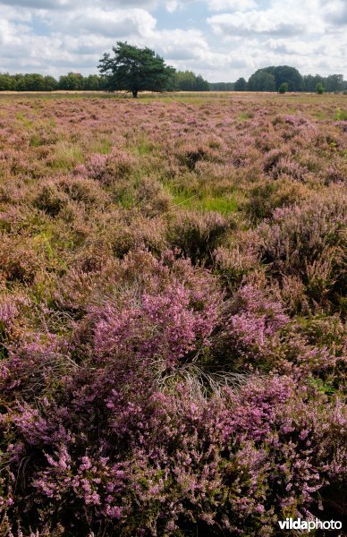 Structuurrijke droge Europese heide