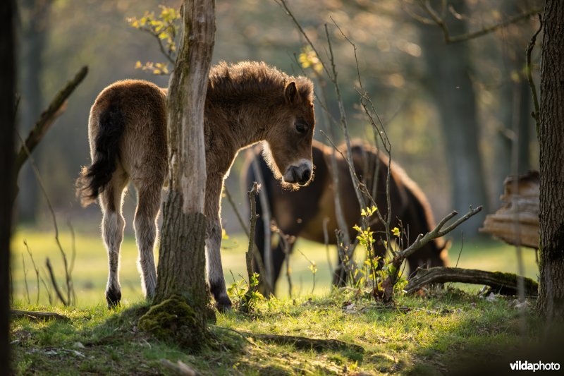 Exmoor pony in De Maashorst