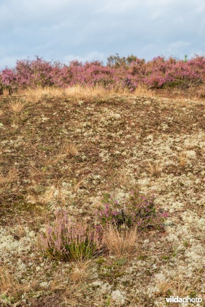 Overgang van buntgrasvegetatie naar heide